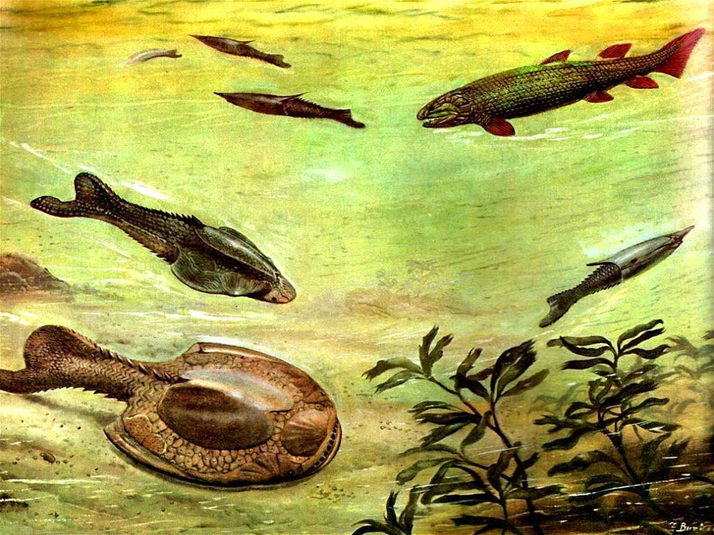 Какими были первые рыбы. Ордовик бесчелюстные. Палеозойская Эра Девонский. Палеозойская Эра Девон. Девонский период палеозойской эры.