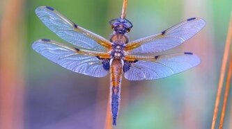 Картинка из инета