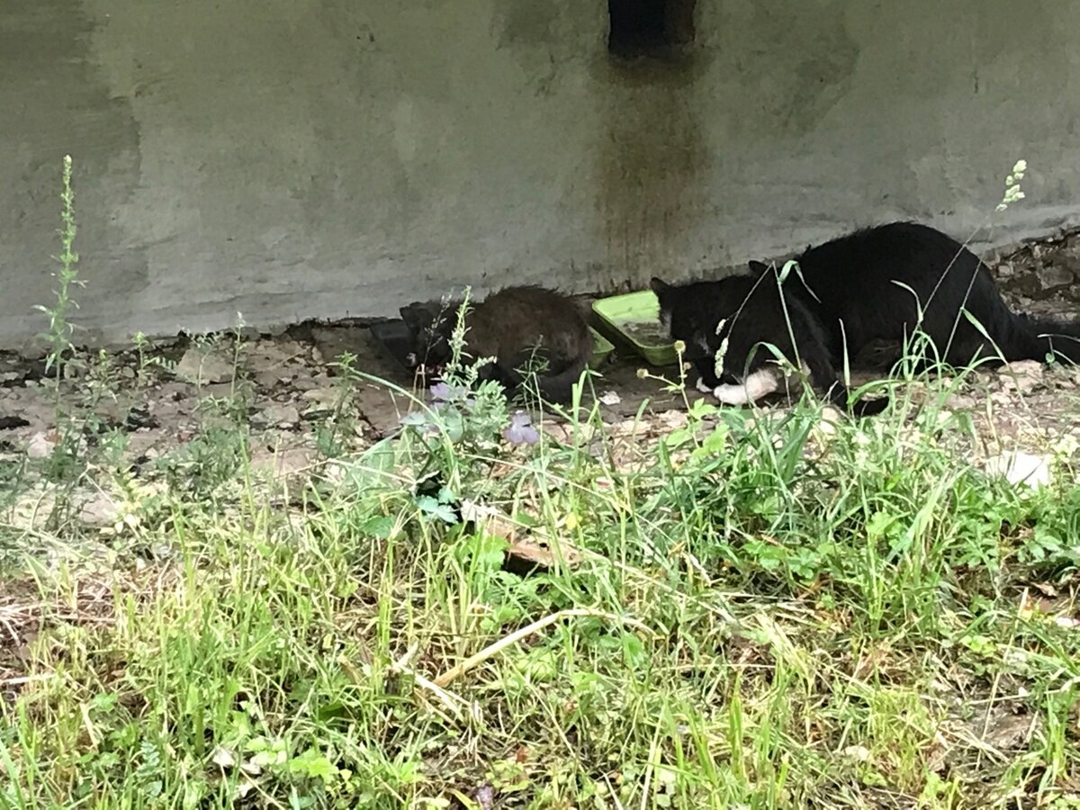 Накануне котёнок шустро подбегал к корму. Был резвым. В руки не давался.