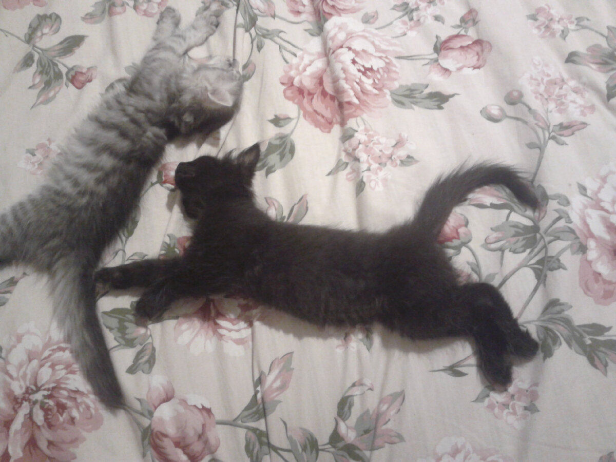 Инь и Янь в движении..