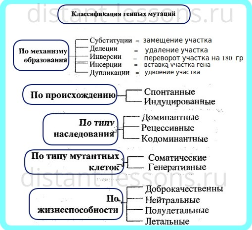 Составьте и заполните таблицу многообразие мутаций