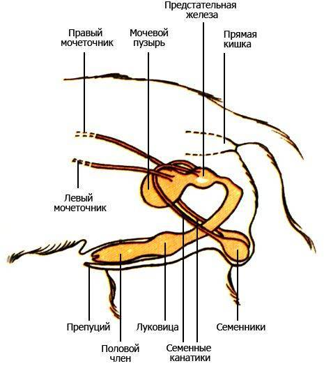 Где члена. Строение кобеля собаки половая система. Строение мочеполовой системы у собак. Строение полового органа собаки. Строение мочеполовой системы у собак кобелей.