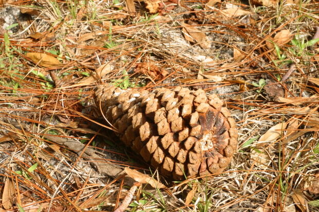 фото с сайта https://morguefile.com/