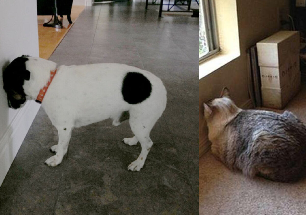 Если питомец словно вдавливает голову в стену, ему требуется медицинская помощь. Прижимание головы животного к стене или другой поверхности свидетельствует о наличии серьезных заболеваний  