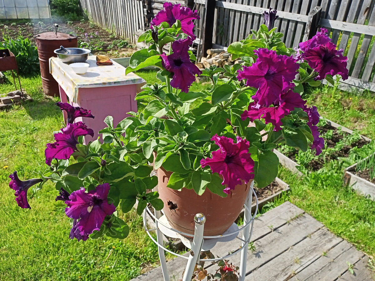 Разгорается тандыр