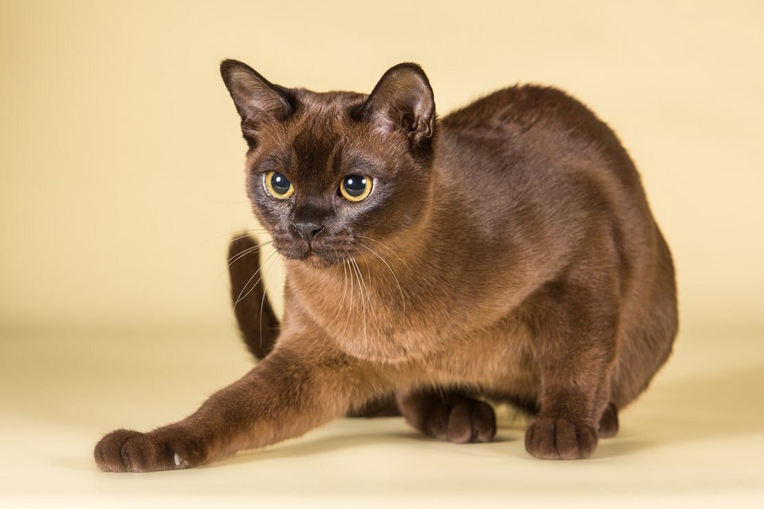 Бу́рма, или бурманская короткошёрстная кошка — порода короткошёрстных кошек. Кошку бурманской породы отличает мускулистое, крепкое тело, короткая блестящая шерсть, большие округлые глаза жёлтого цвета.