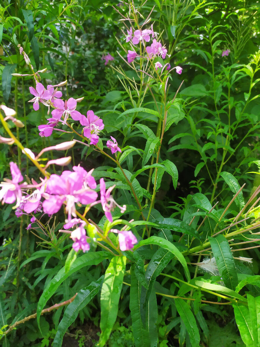 Кипрей узколистный