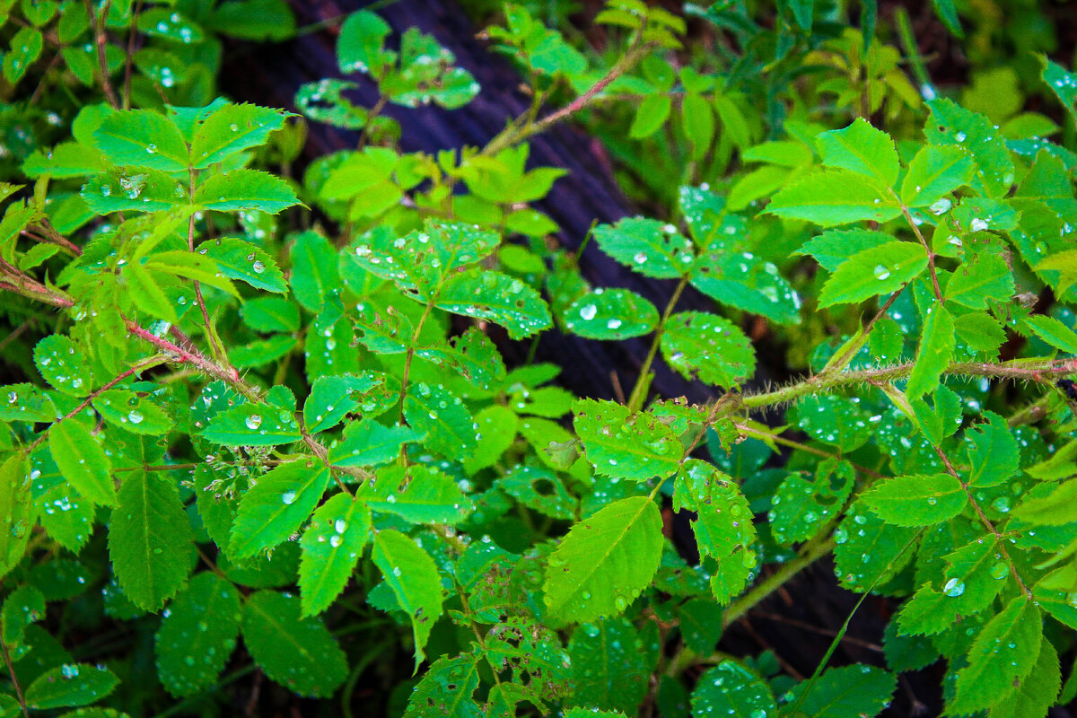 россыпь дождевых алмазов