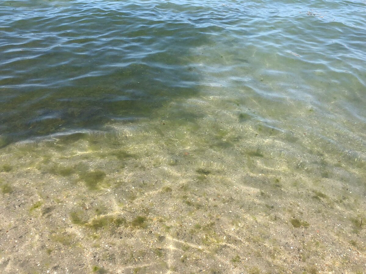 Водоросли. Фото автора. Городской пляж