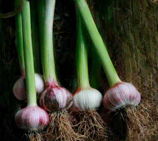 Для средства понадобится  чеснок