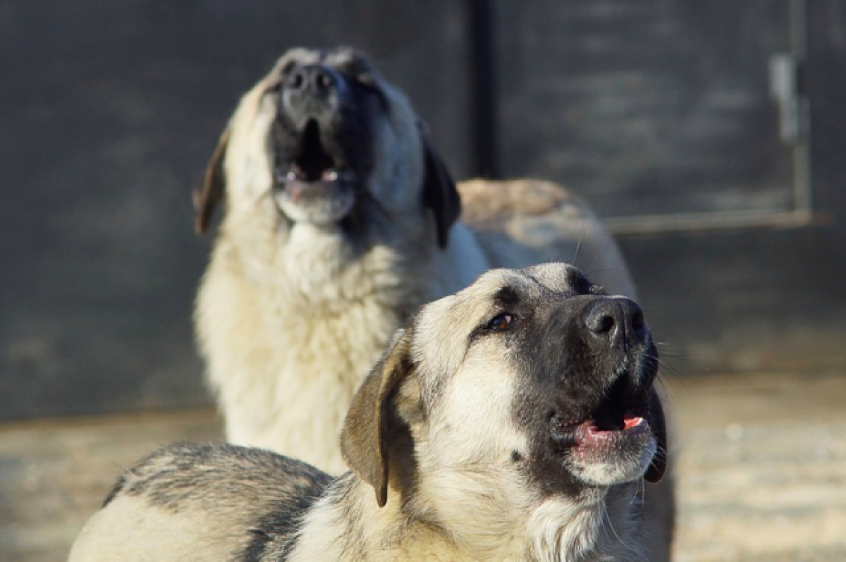   В Приморье расследуют нападение стаи собак на ребёнка