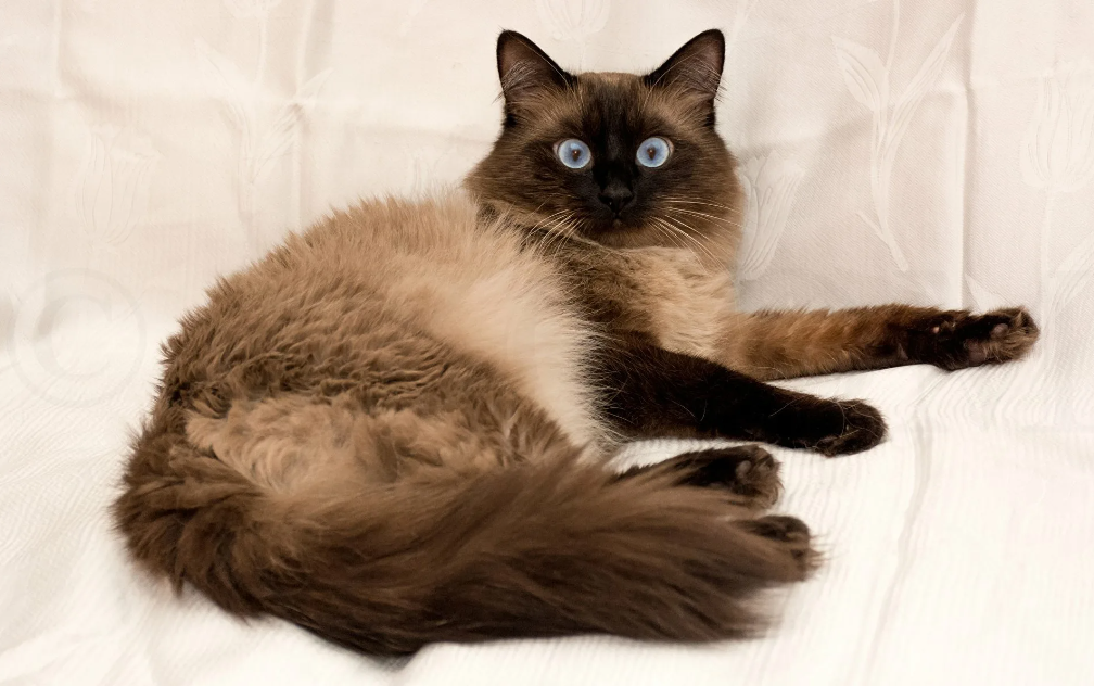 Удивление, когда закончился любимый корм.