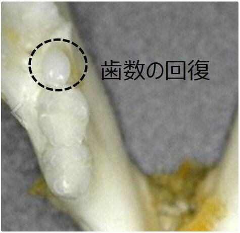 Новый зуб у мыши, получавшей лекарство для возобновления роста зубов.