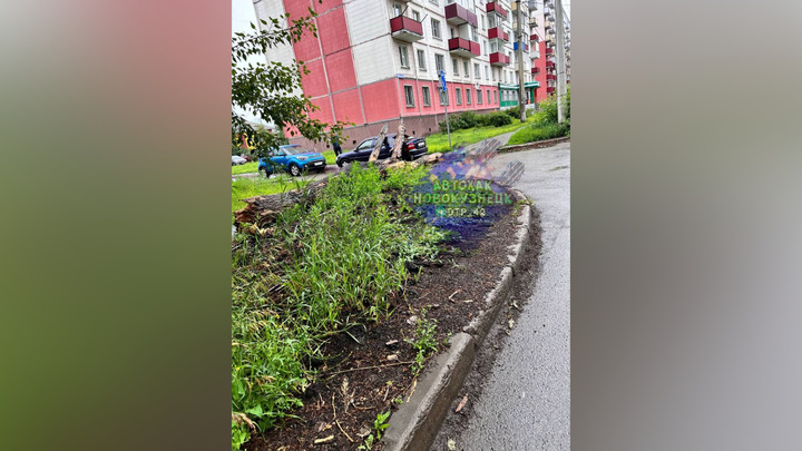 В Новокузнецке упавшее дерево повредило иномарку. Фото: Telegram/ДТП Новокузнецка АвтоХак 