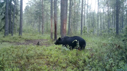 Молодая медведица во Всеволожском районе активно ищет себе жениха ...