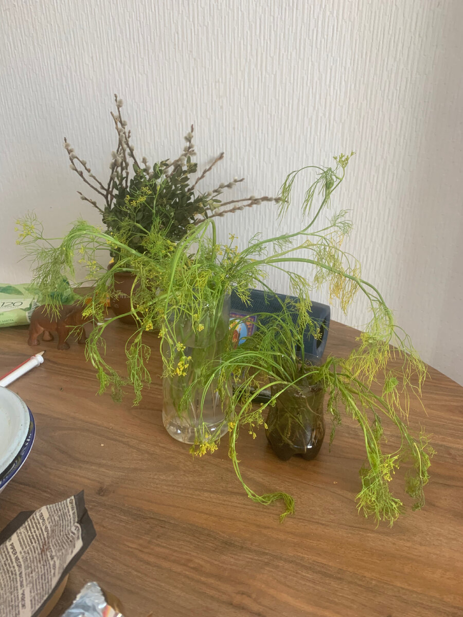 Укроп находившийся в воде - в светлой таре. Укроп помещенный из грунта в тёмной таре.