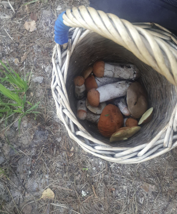 Фото Старого Солдата. 09.07. 2023. 12 подосиновиков белоножковых, рекорд нынешнего лета. 