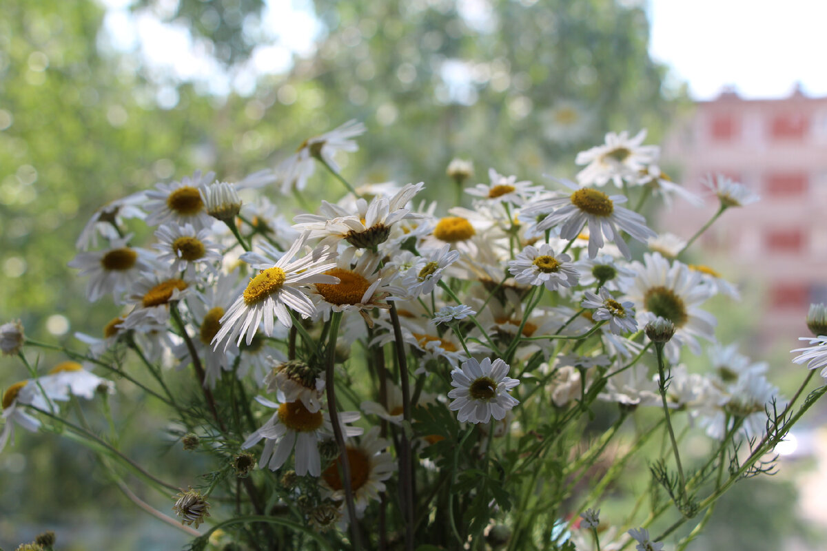 Лето. Ромашки. Фото автора
