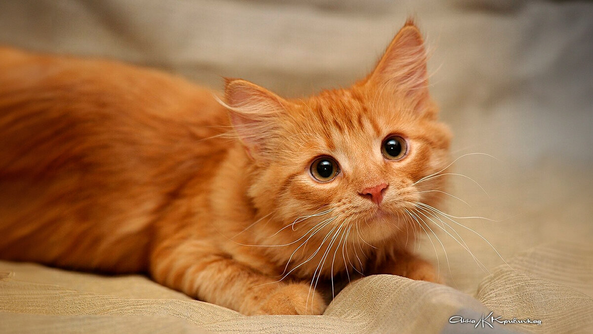 автор фото: Анна Кривицкая