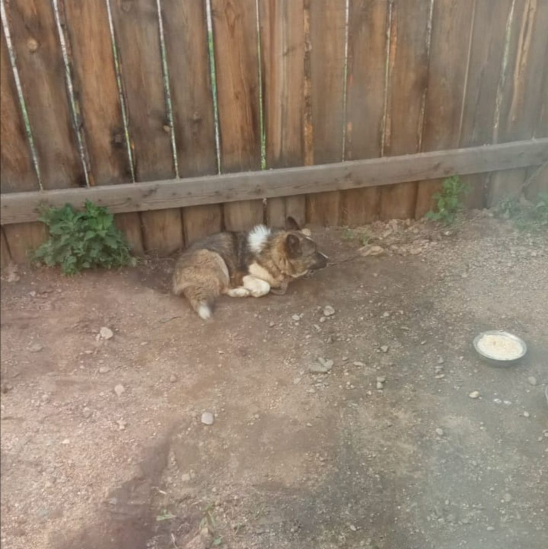 А он ведь думал, что он нужен своим хозяевам также, как нужны ему они!