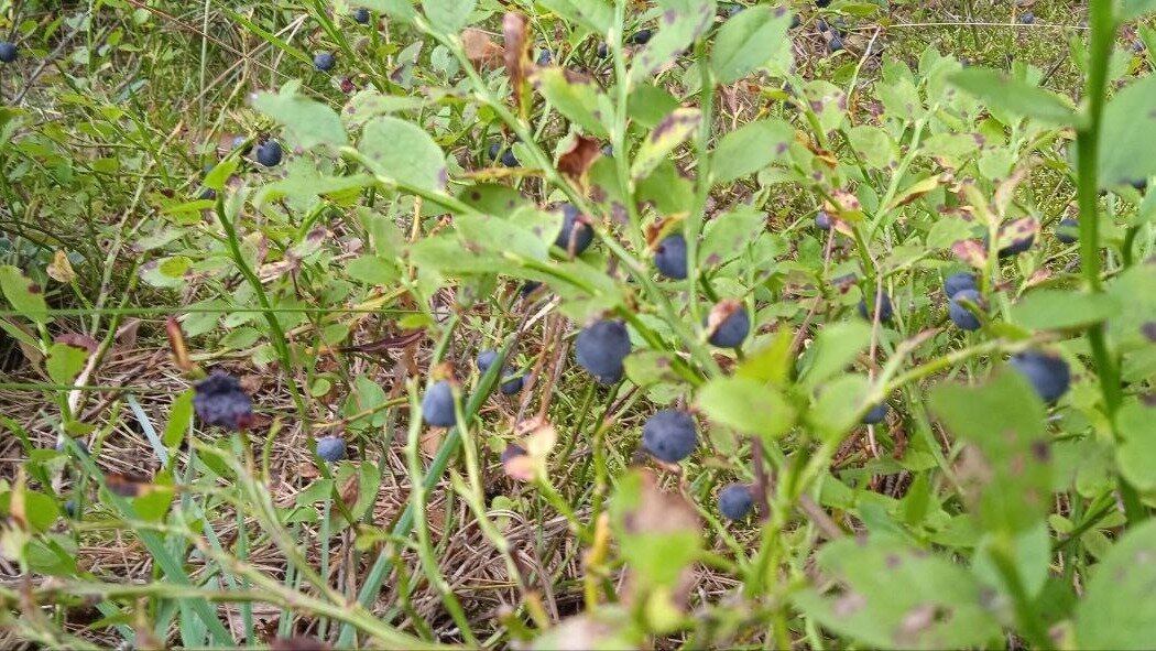     Жители Тюменской области уже начали собирать в лесах чернику и костянику. Эти летние ягоды традиционно созревают в конце июня — начале июля. Ягодным урожаем тюменцы хвастаются в социальных сетях.