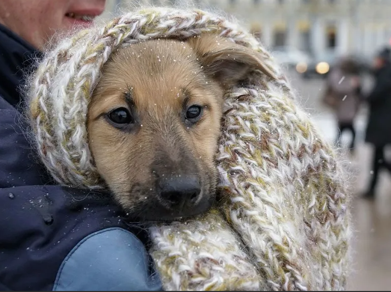 Можно ли и как правильно взять домой собаку или кошку с улицы?