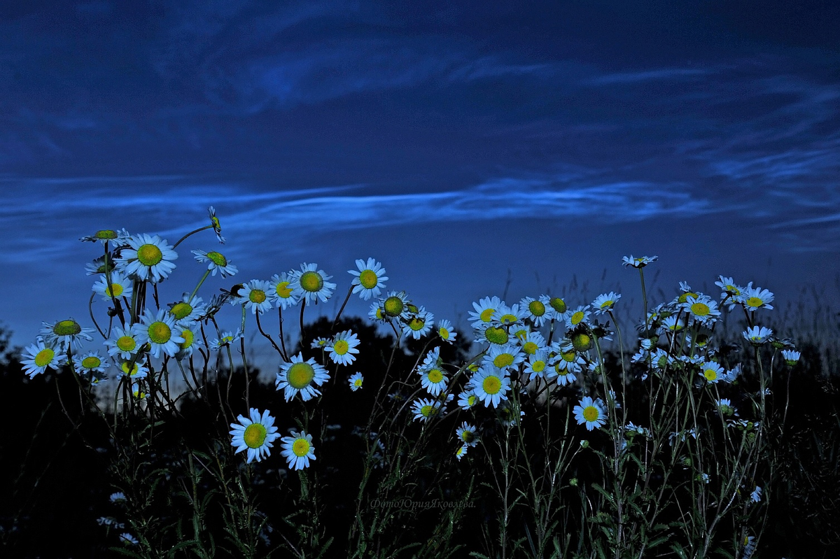 Юрий Яковлев: Романтика белых ночей