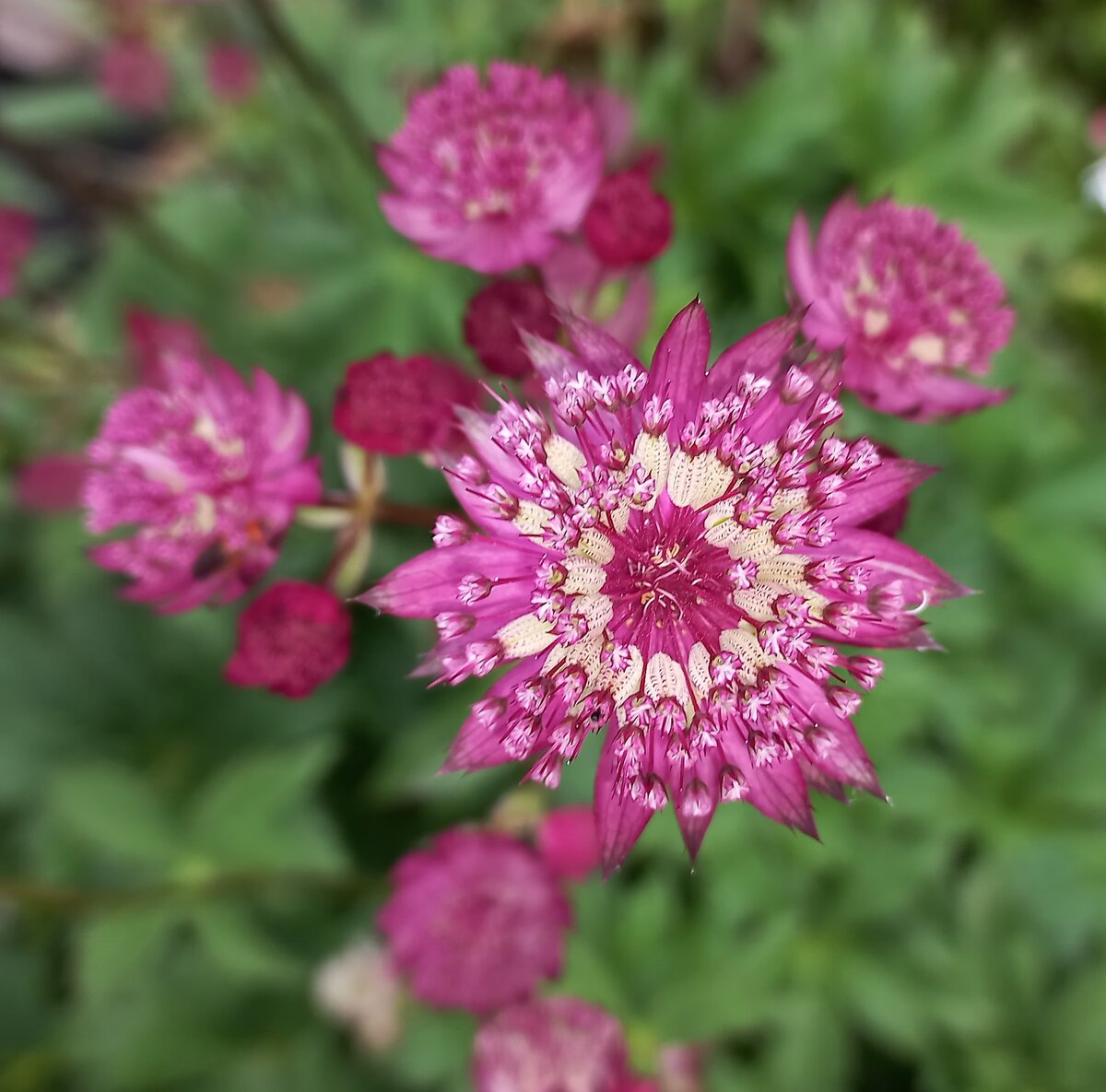 Astrantia ROMA срезка