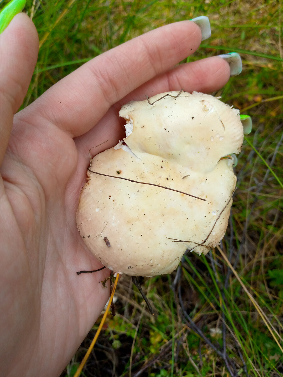 Всё-таки нашли