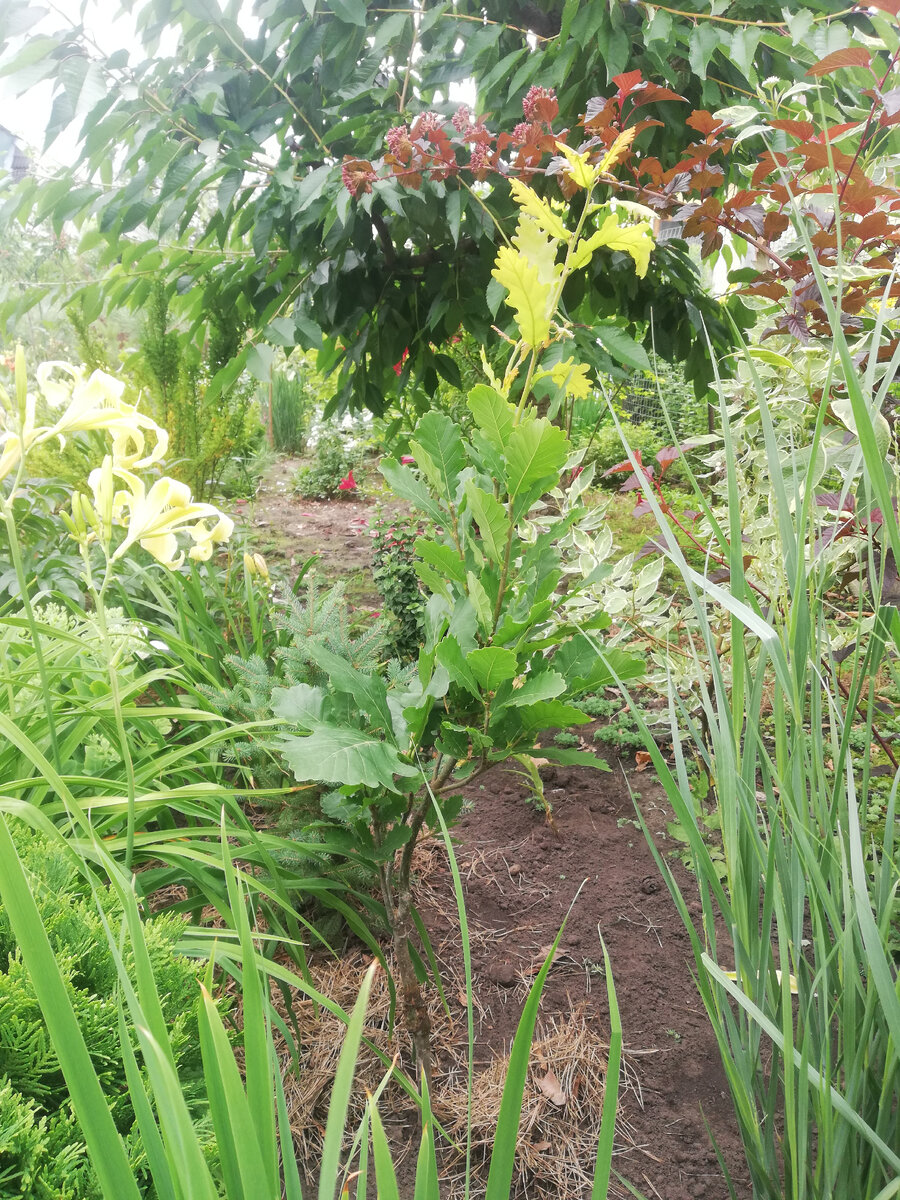 Дуб 'Monument' на фоне черешневых веток