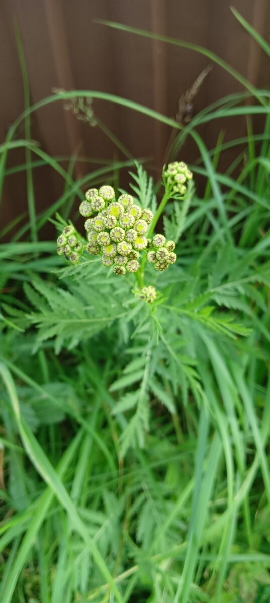 Пижма готовится цвести 