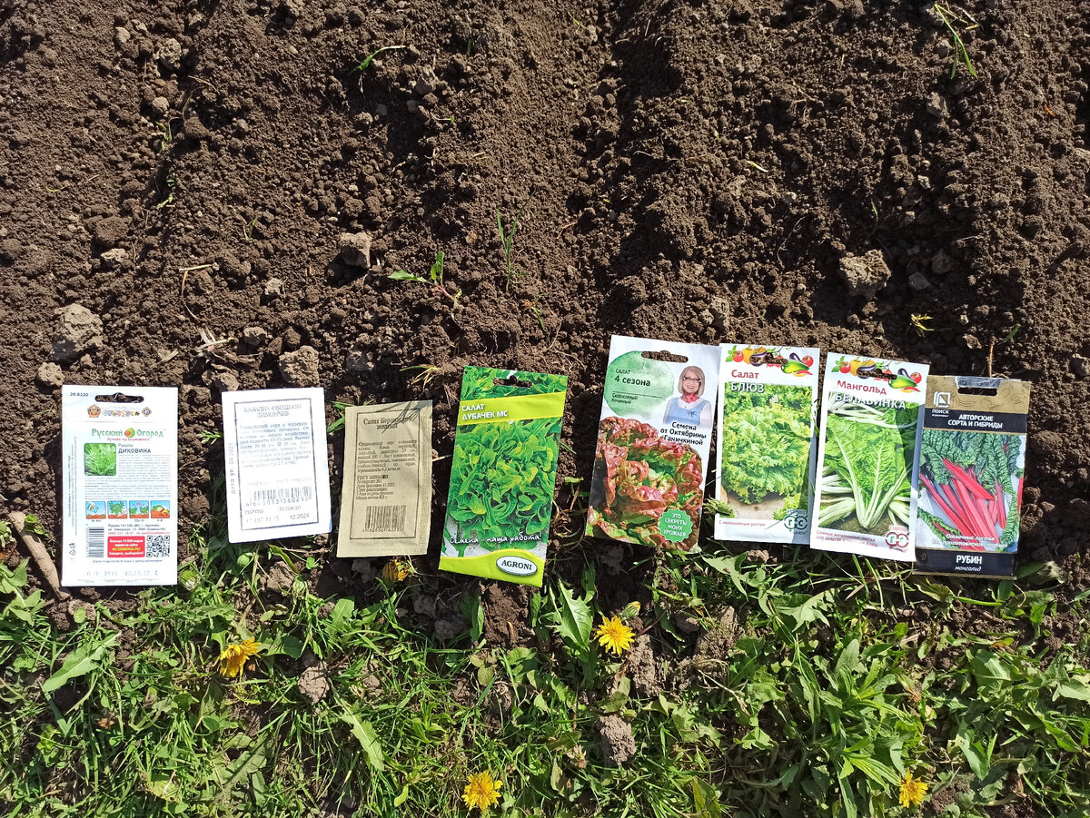 Фото автора. 14 мая, сажаю салаты