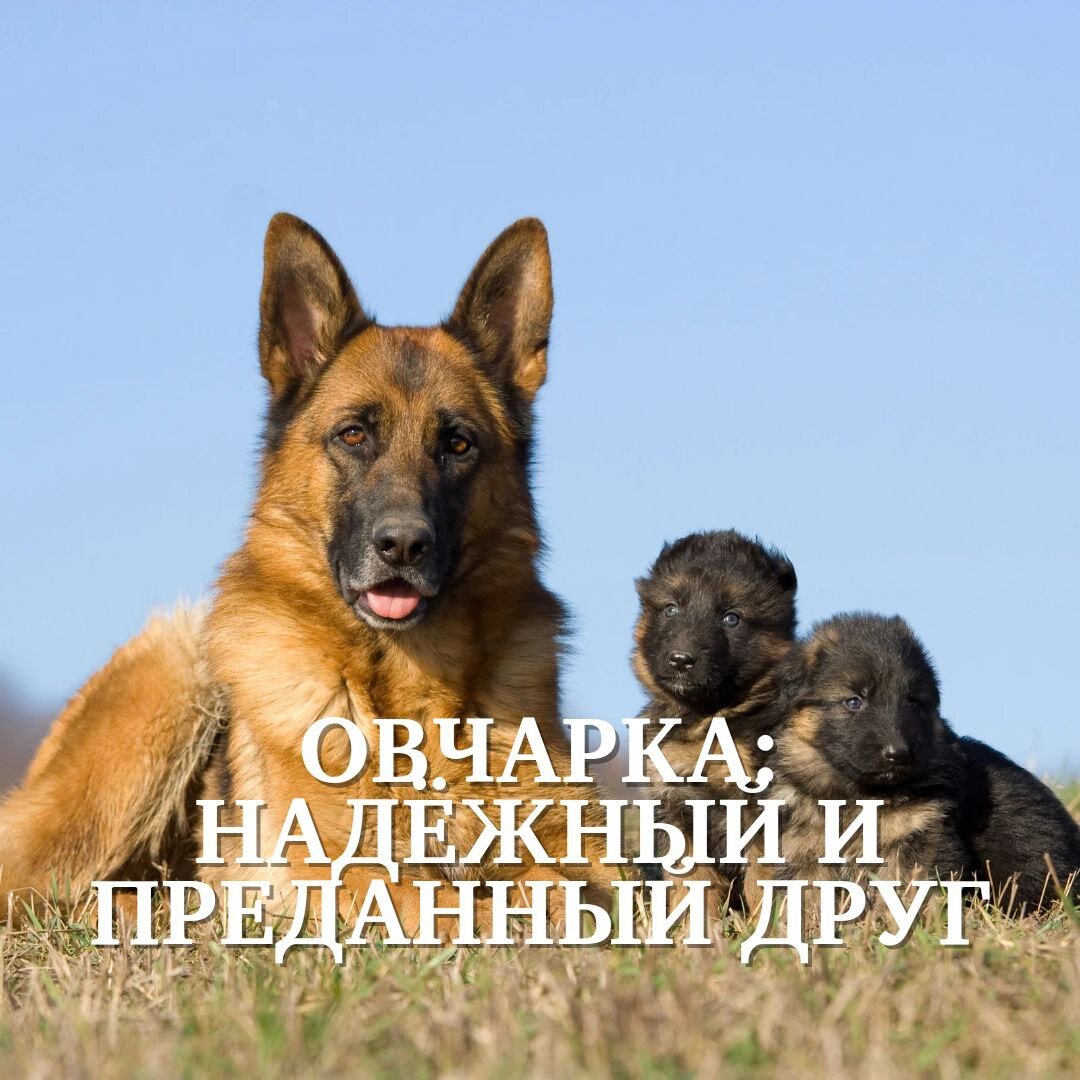 Овчарка: надежный и преданный друг 🐶 | Кинологический центр 