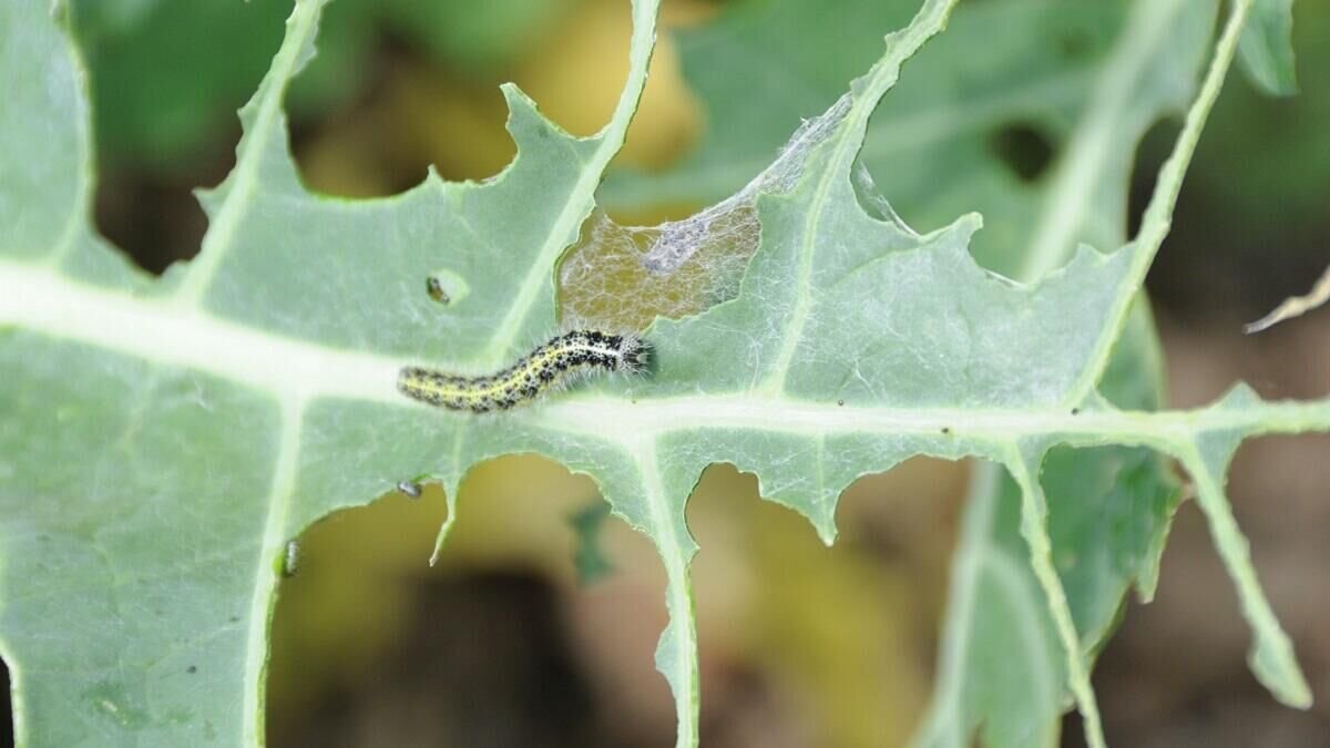    Капуста© Globallookpress