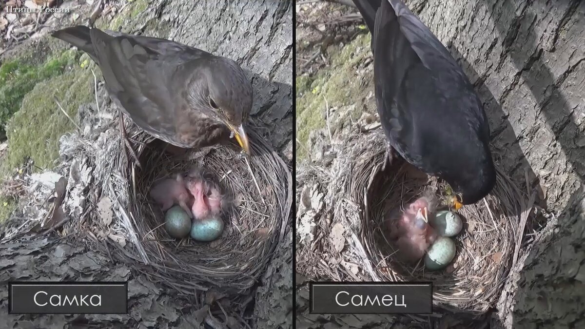 Чёрный дрозд