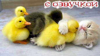 ПРИКОЛЫ С КОТАМИ! Самые СМЕШНЫЕ ЖИВОТНЫЕ - С ОЗВУЧКОЙ - Смешные коты и кошки - ДО СЛЁЗ!