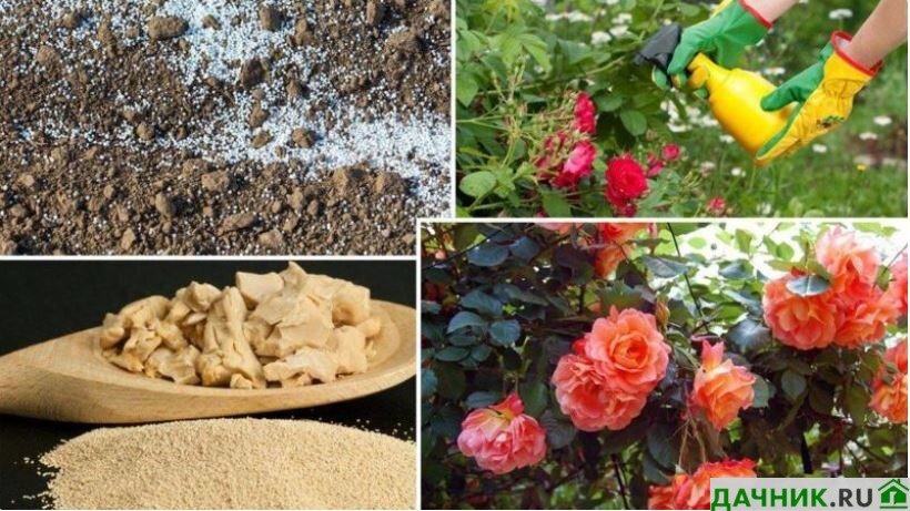 Восстановление растений