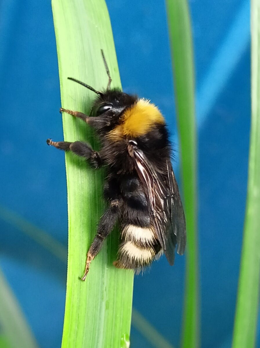 Пчела (Apidae)