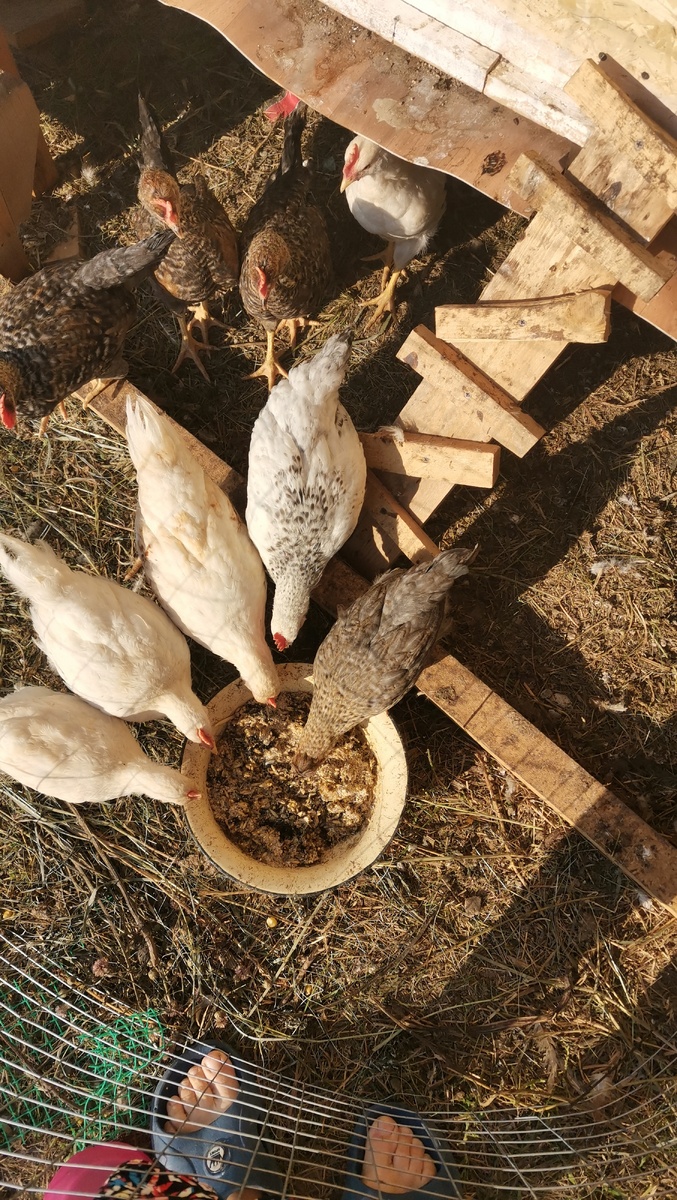 Это цыплятки