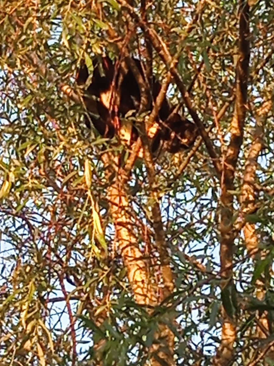 Тот самый расхититель социалистической собственности. 