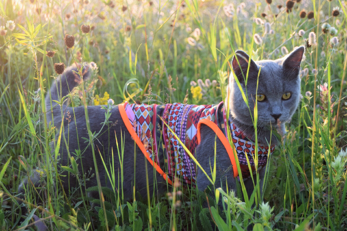 Барсик и цветущий лугу