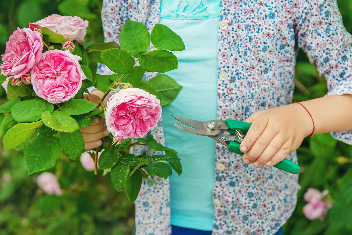     Зачем розам соль Эпсома и как её применять?