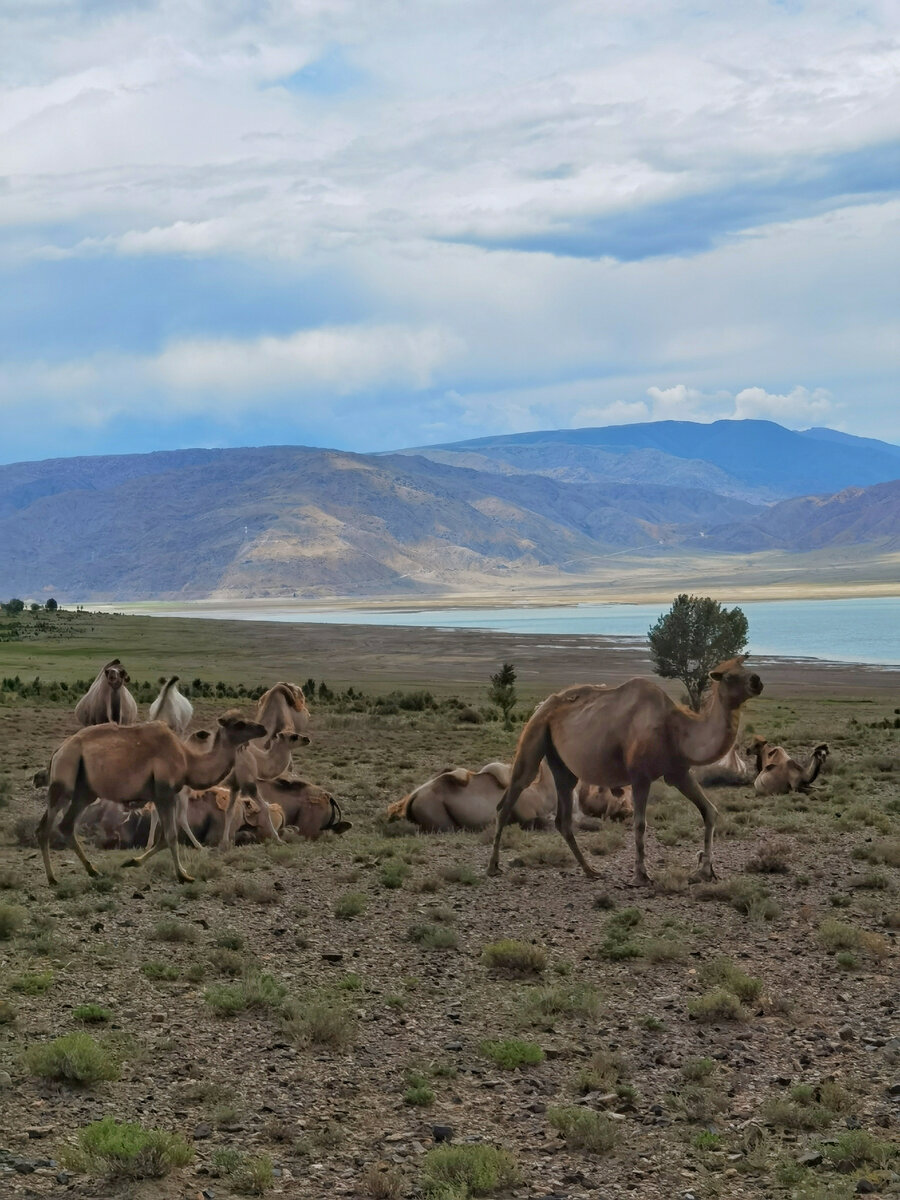 Верблюды на фоне Орто-Токойского водохранилища