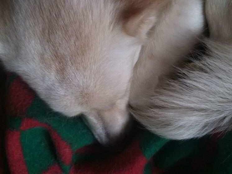     нельзя мазать собак солнцезащитными кремами для людей. фото: мк в питере