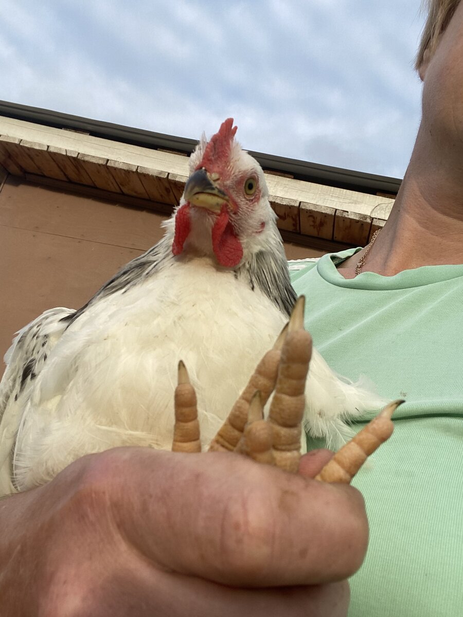 Адлер петух 