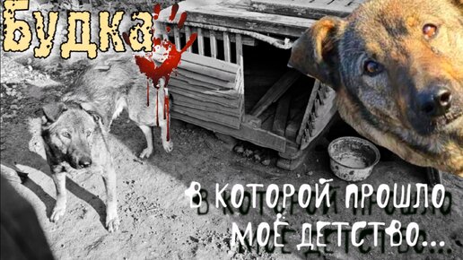 💔😭Щенок выросший на цепи с которым никогда не играли😱| Какой он стал?|🙏💔help save an abandoned dog