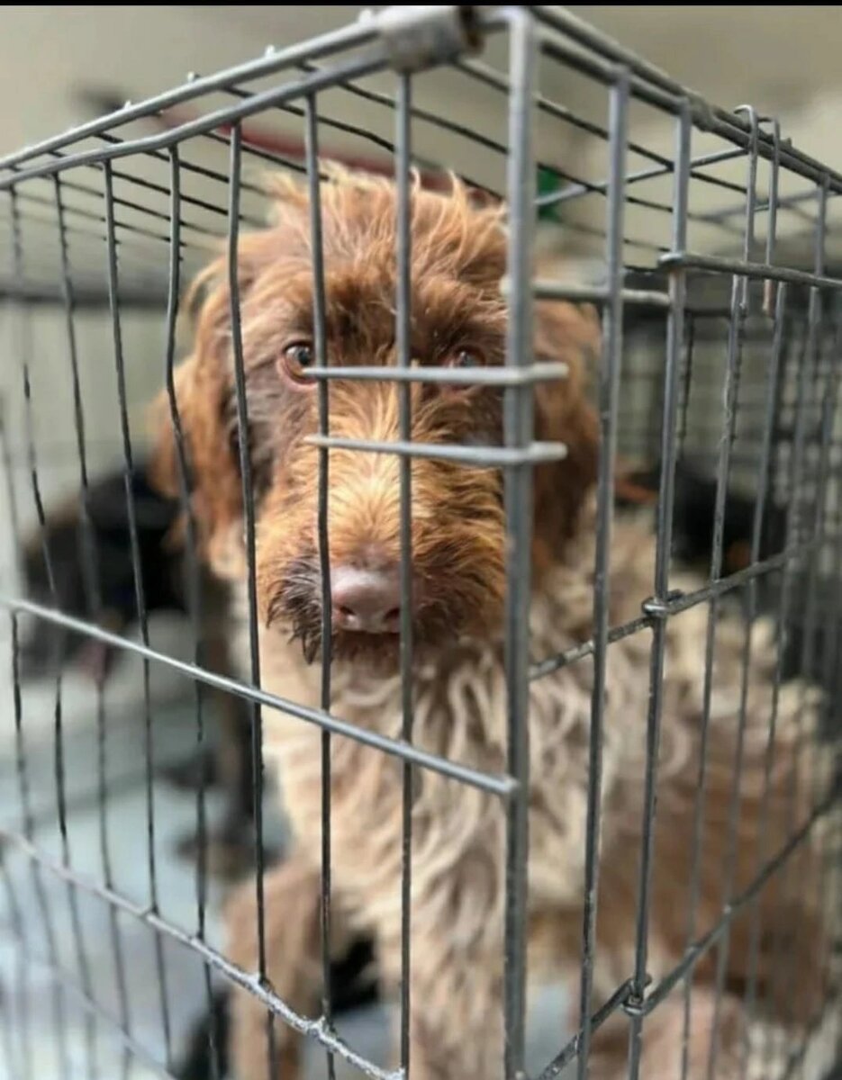 русская псовая борзая в уазе. приют для животных собака и кошка. собаки овчарки в приюте. приют для собак маша и медведь. кожуховский приют для собак.