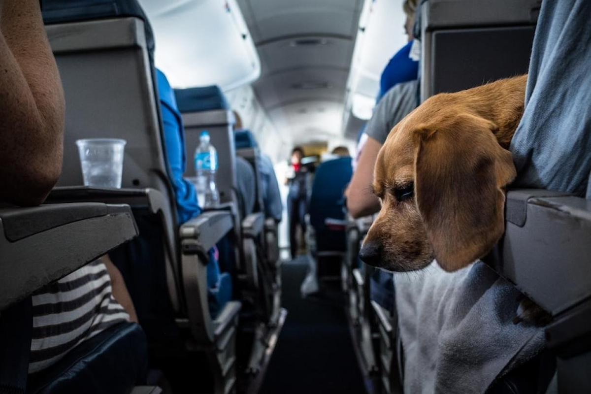 Можно с собакой в самолет. Животные в самолете. Животные в салоне самолета. Авиаперевозка животных. Собака в салоне самолета.
