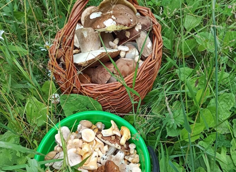 Поход за грибами картинки