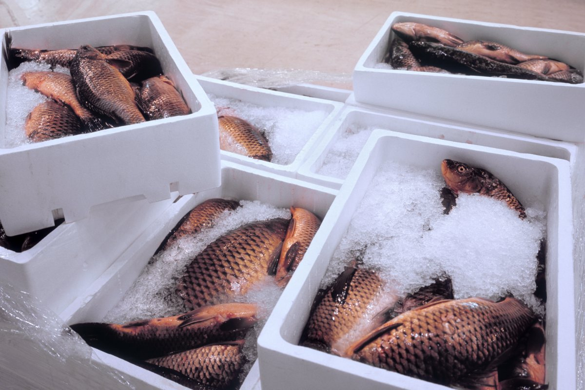 Можно ли морозить рыбу. Транспортировка охлаждённой рыбы. Хранение рыбы. Упаковка для хранения рыбы охлажденной. Хранение замороженной рыбы.